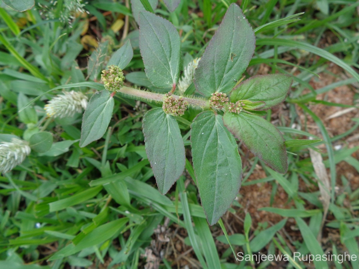 Euphorbia hirta L.